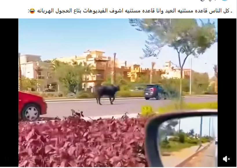 فيديوهات العجول الهاربة